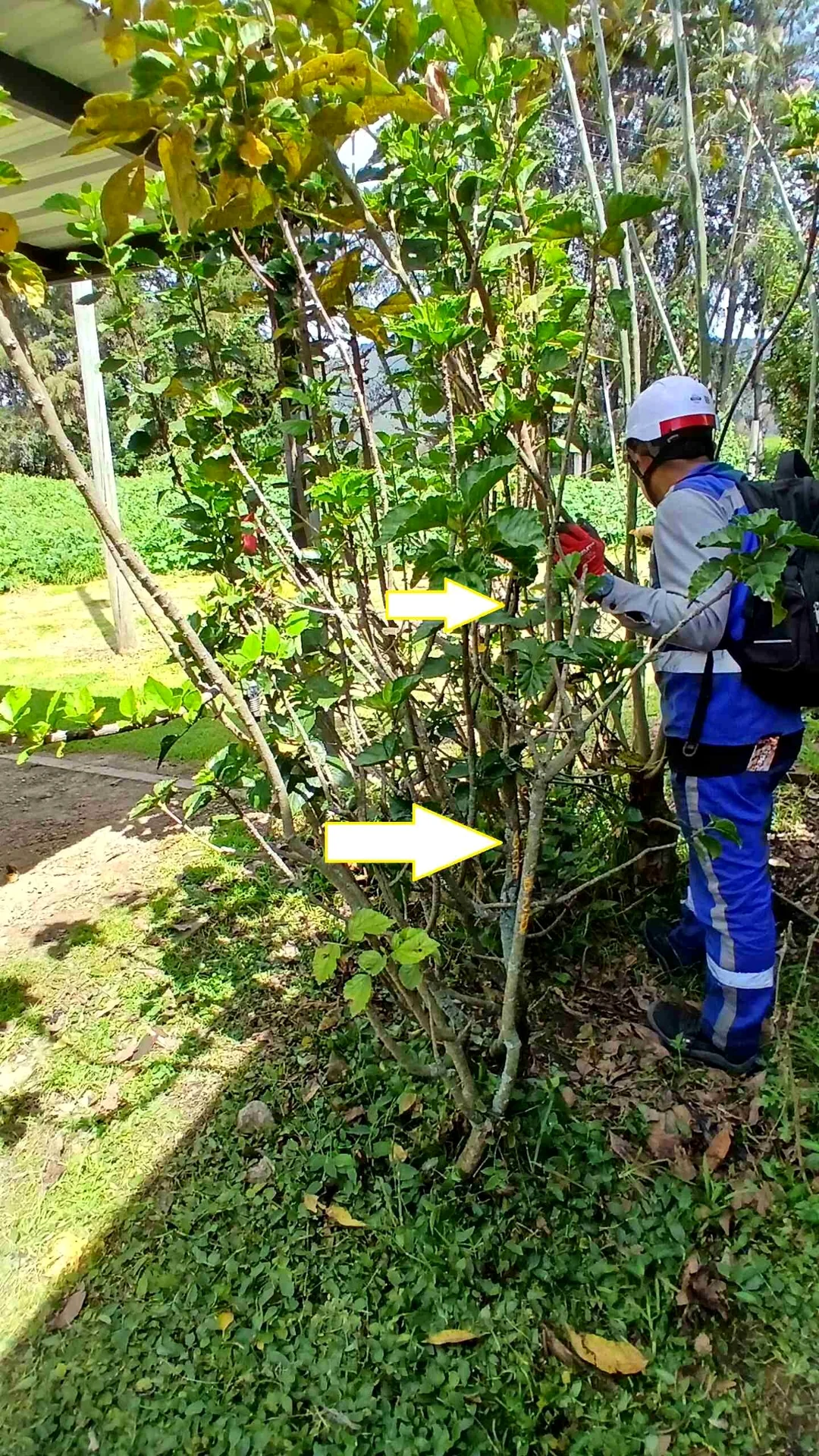 Evaluación silvicultural en campo