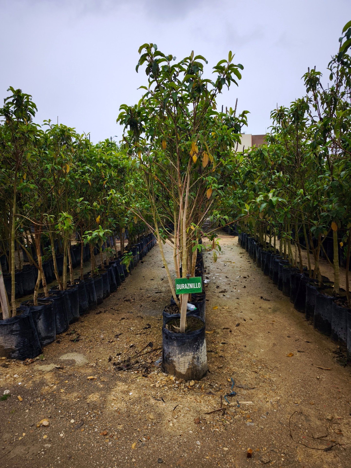 Material vegetal en vivero