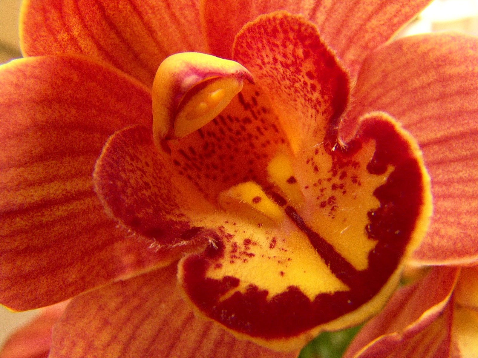 Detalle de una orquídea