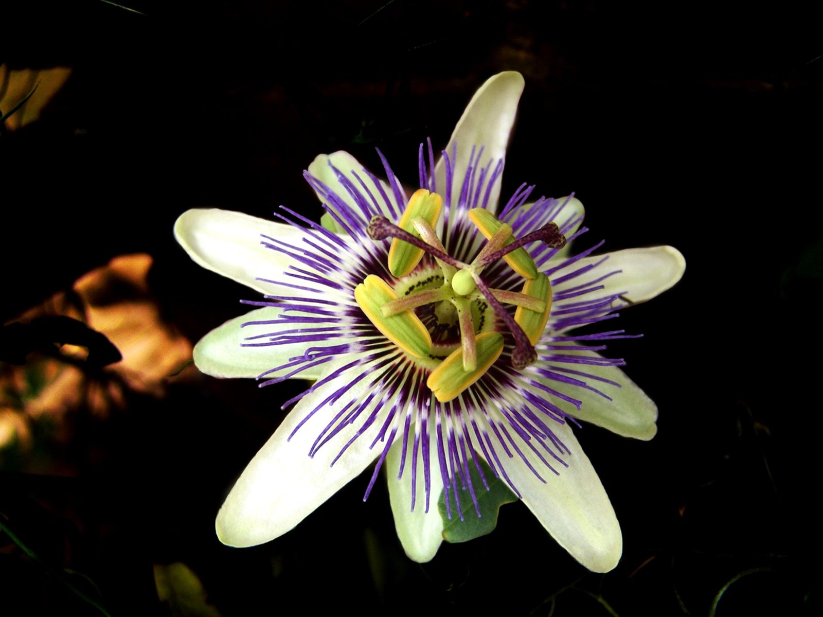 Flor de granadilla