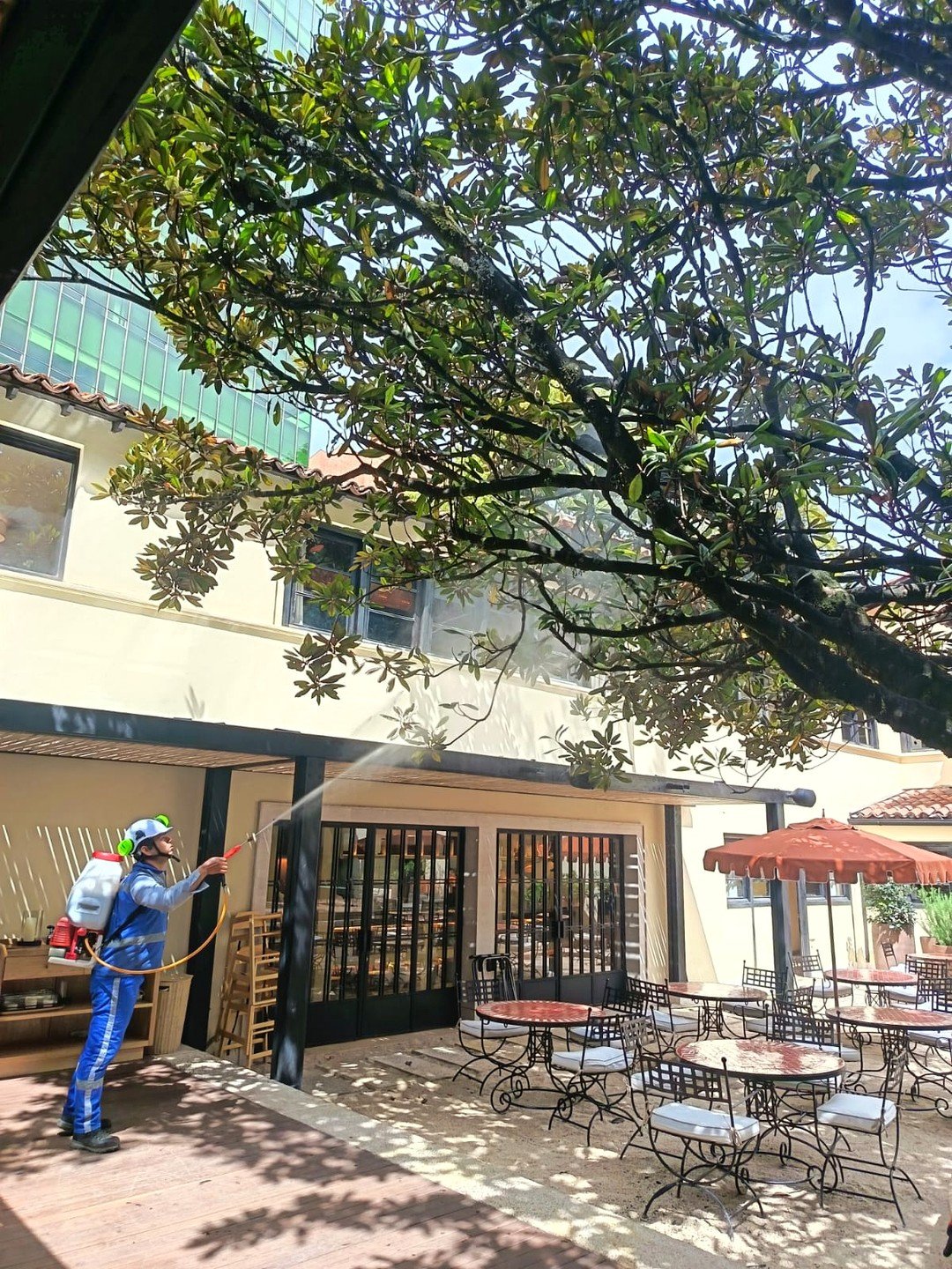 Tratamiento fitosanitario de un árbol