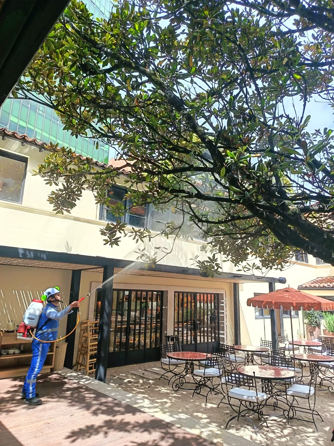 Tratamiento fitosanitario de un árbol
