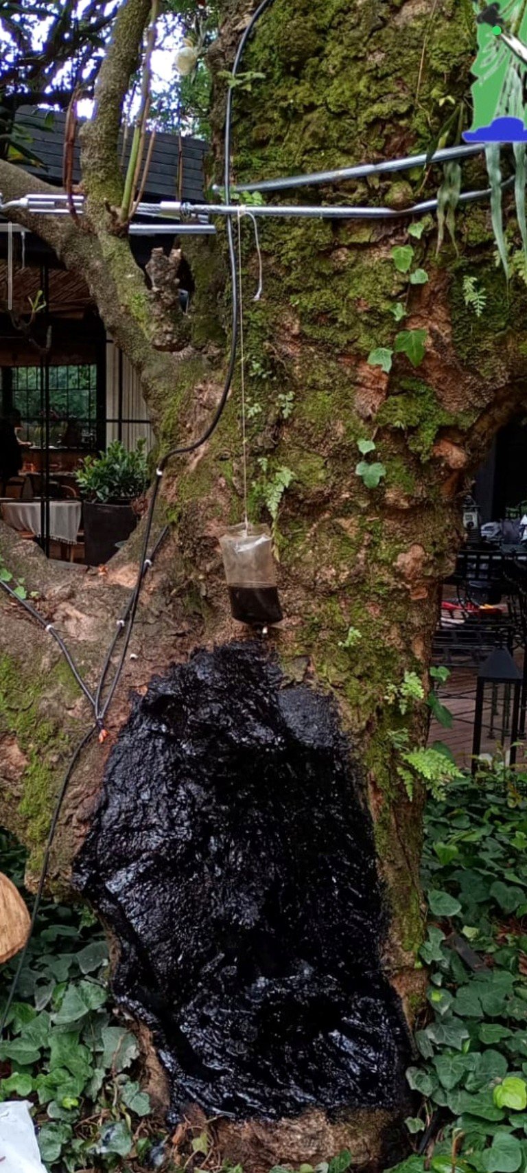 Detalle técnico de un árbol